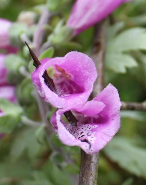 Gefahren schwarzer Magie, roter Fingerhut ( Digitalis purpurea ) , Weidorn ( Crataegus laevigata )