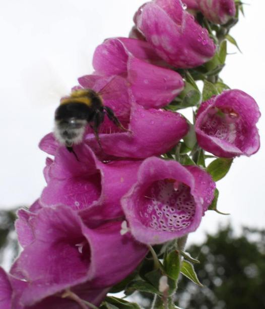 Digitalis purpurea