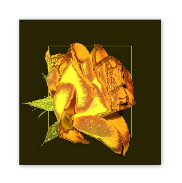 goldfarbene Rose