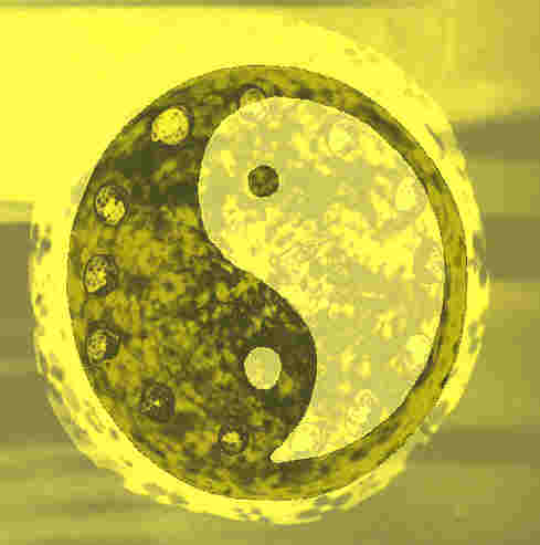 Yin - Yang, moderne Darstellung,