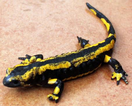 Feuersalamander,